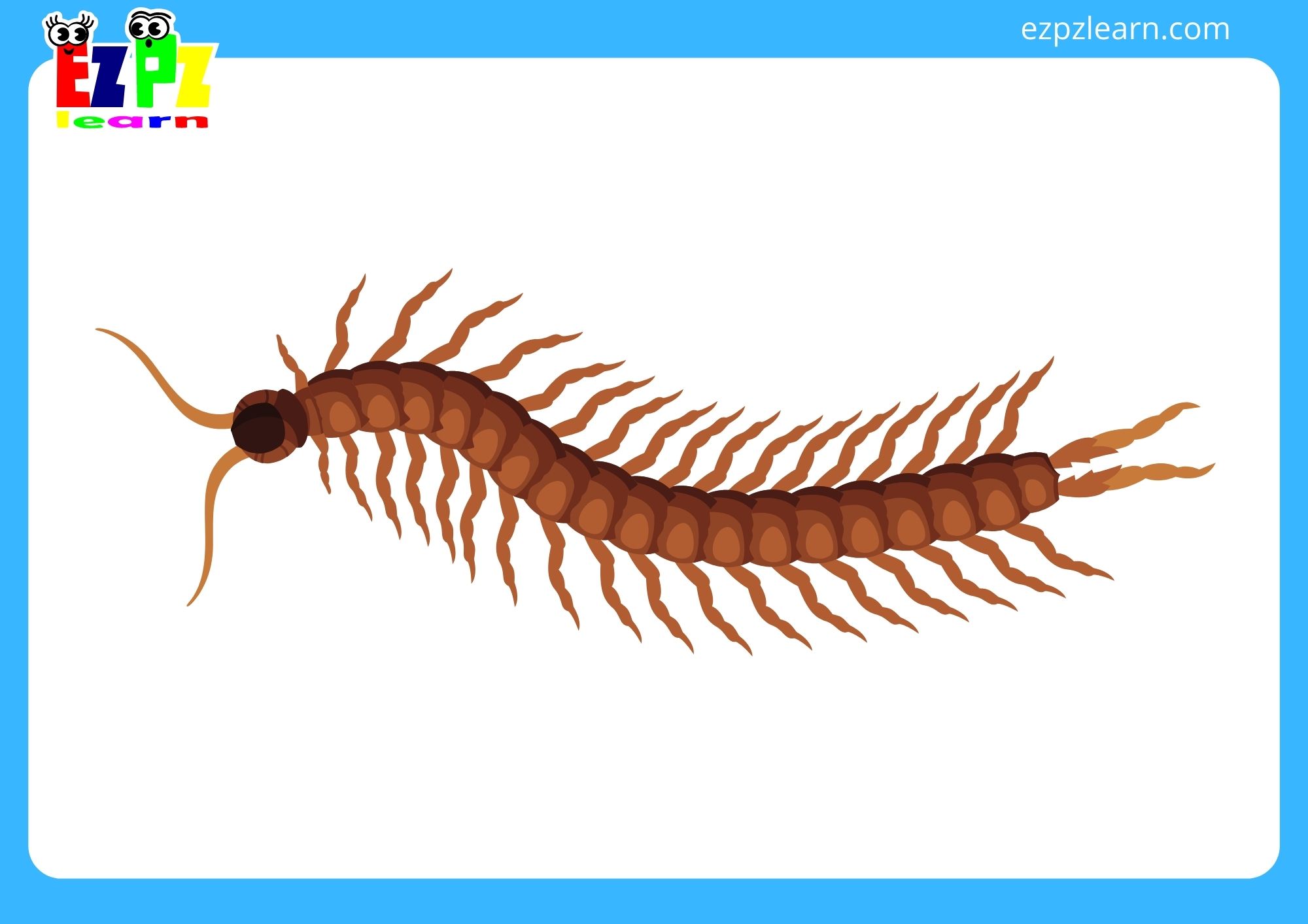 centipede